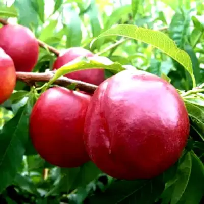 Нектарин ХАРКО в Борисове