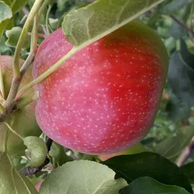 Яблоня АЛЬВА в Борисове