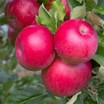 Яблоня РОЖДЕСТВЕНСКОЕ в Борисове