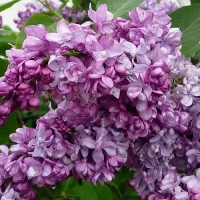 Сирень ГЕНЕРАЛ ПЕРШИНГ в Борисове