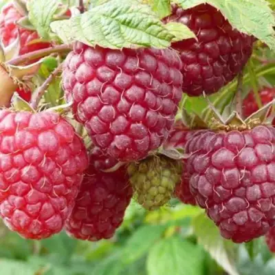 Малина ПОЛЬКА (ПОЛКА) в Борисове