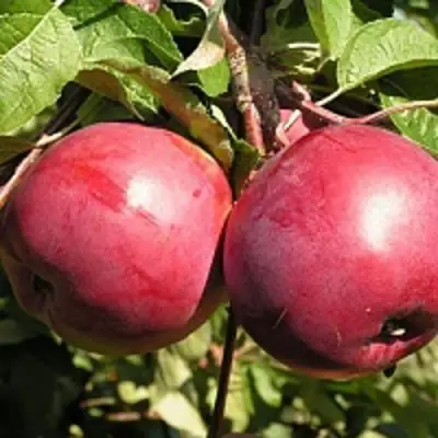 Яблоня ДАРУНАК в Борисове