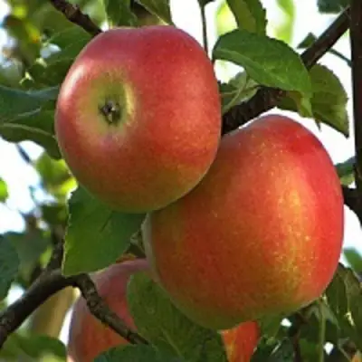 Яблоня ПЕРСИКОВАЯ в Борисове