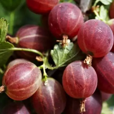 Крыжовник ХИННОМАКИ РОТ в Борисове