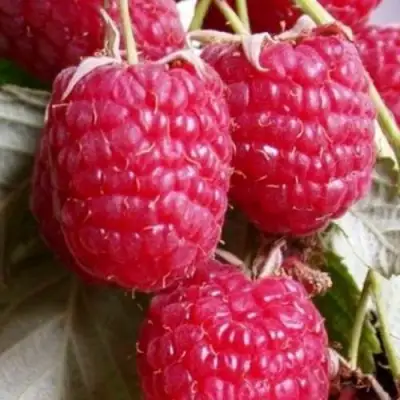 Малина ГЕРАКЛ в Борисове