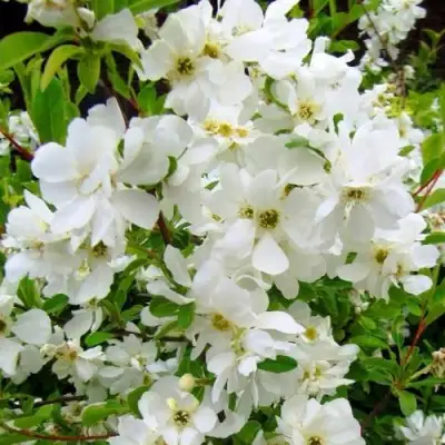 Экзохорда ЗЕ БРАЙД в Борисове