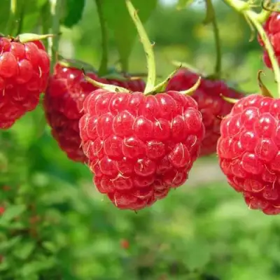 Малина ПРОСТО ПРЕЛЕСТЬ (СТОЛЕШНИК) в Борисове