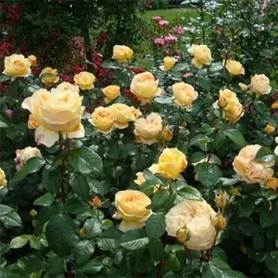 Роза КЕНДЛАЙТ чайно-гибридная в Борисове