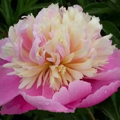 Пион ВЕСЕННЯЯ ПАЛИТРА травянистый в Борисове