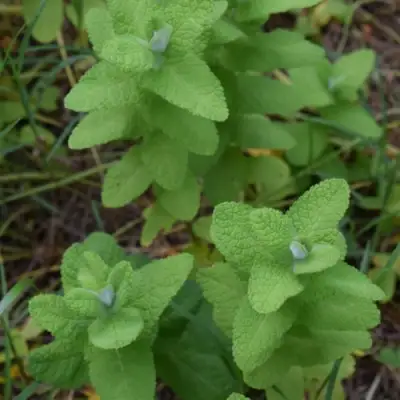 Мята АПФЕЛМИНЦЕ в Борисове