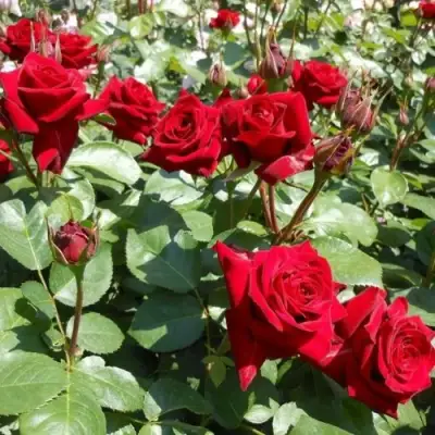 Роза ЭКСПЛОРЕР чайно-гибридная в Борисове