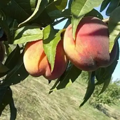 Персик СОФГАФЕН в Борисове