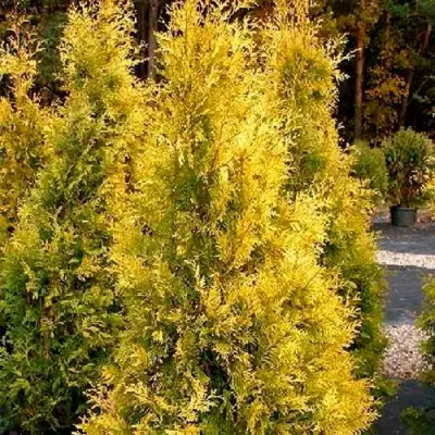 Туя ЕВРОПА ГОЛД западная в Борисове