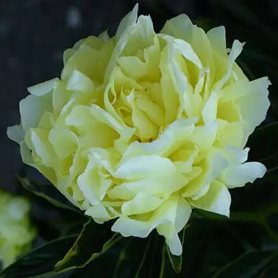 Пион ЗОЛОТАЯ КОЛЕСНИЦА травянистый в Борисове