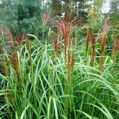 Мискантус МАЛЕПАРТУС китайский  в Борисове