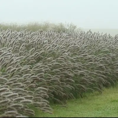 Пеннисетум ЛЕДИ Ю в Борисове