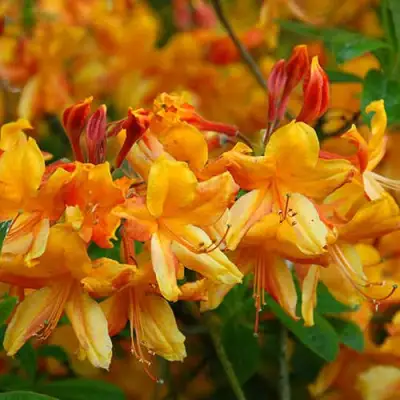 Азалия ОРАНЖ ХИТ листопадная в Борисове