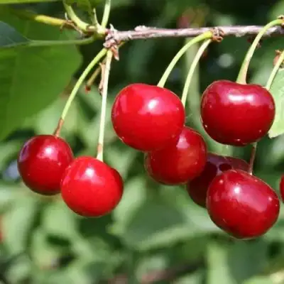 Вишня РИВАЛ в Борисове