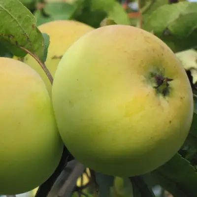 Яблоня РОССИЯНКА в Борисове