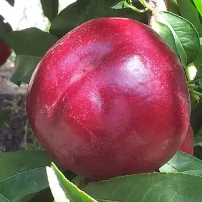 Нектарин ЭКСТРИМ БЬЮТИ в Борисове