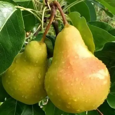 Груша ЛАДА в Борисове