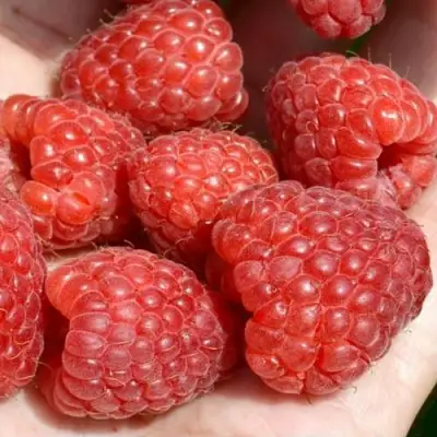 Малина ХЕРИТЕЙДЖ в Борисове