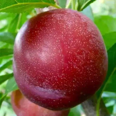 Слива БЕРБАНК ГИГАНТ в Борисове