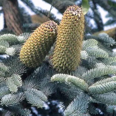 Пихта благородная в Борисове