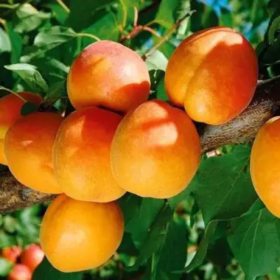 Абрикос СПАДЧЫНА в Борисове