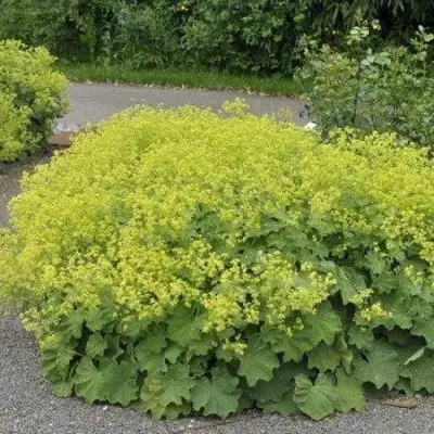 Манжетка ТРИЛЛЕР мягкая в Борисове