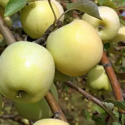 Яблоня АНТОНОВКА ОБЫКНОВЕННАЯ в Борисове