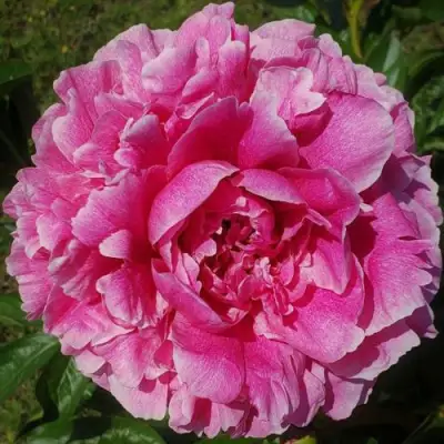 Пион ЗЕ ФОН травянистый в Борисове