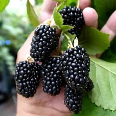 Ежевика ПРАЙМ АРК 45 ремонтантная   в Борисове