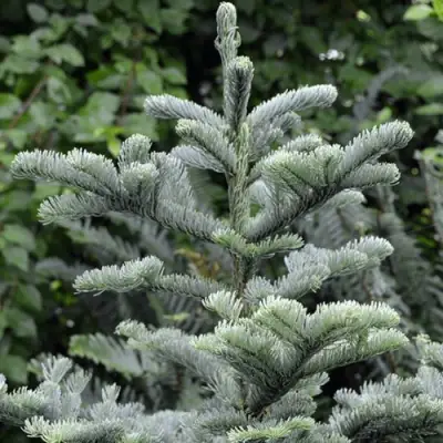 Пихта благородная в Борисове