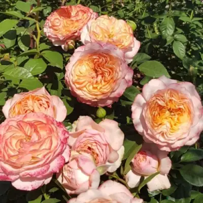 Роза СУРИР ДЕ ХАВР чайно-гибридная в Борисове