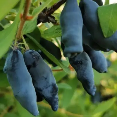 Жимолость съедобная СИЛЬГИНКА в Борисове
