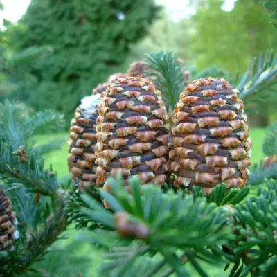 Пихта ФРАЗЕРА в Борисове