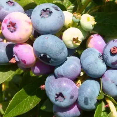 Голубика ЭЛИЗАБЕТ в Борисове