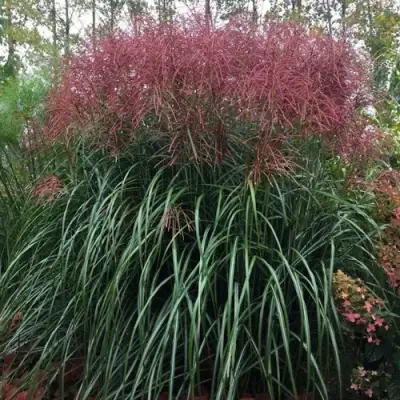 Мискантус МАЛЕПАРТУС китайский  в Борисове