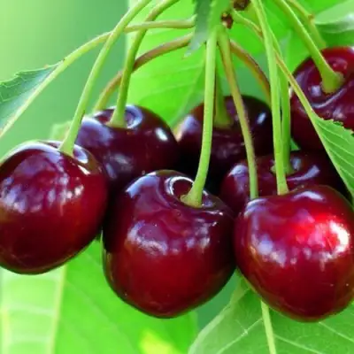 Вишня ВЯНОК в Борисове