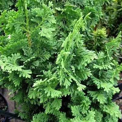 Туя ЗМАТЛИК западная в Борисове