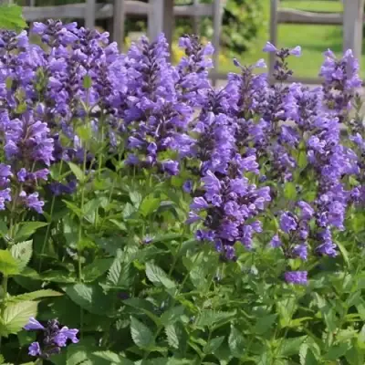 Котовник БЛЮ ДРИМС полусидячий в Борисове