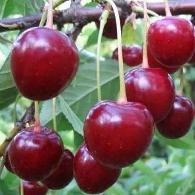 Вишня ТУРГЕНЕВКА в Борисове