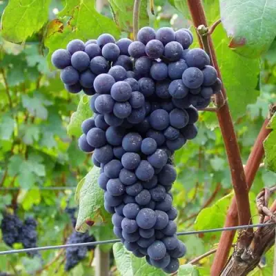 Виноград МУКУЗАНИ в Борисове