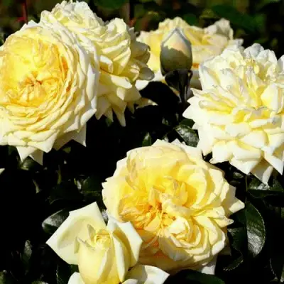 Роза НАДЯ МЕЙДИЛАНД почвопокровная в Борисове