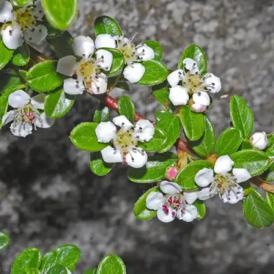 Кизильник ТАНГСТЕДТ горизонтальный  в Борисове