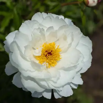 Пион МИСС АМЕРИКА травянистый в Борисове