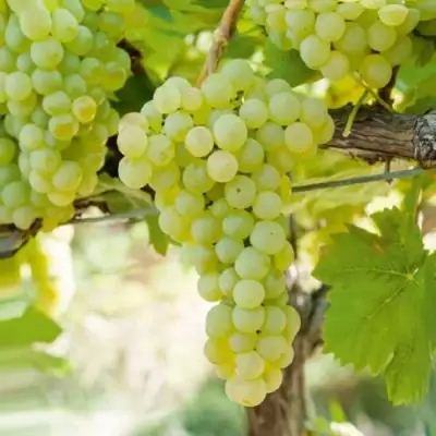 Виноград КИШМИШ МУСКАТНЫЙ в Борисове