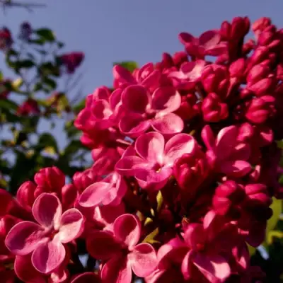 Сирень КРАСНАЯ МОСКВА в Борисове