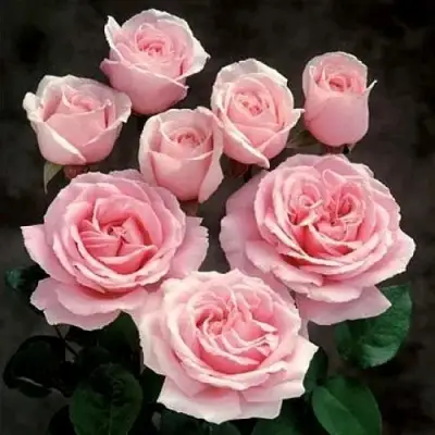 Роза ФРЕДЕРИК МИСТРАЛЬ чайно-гибридная в Борисове